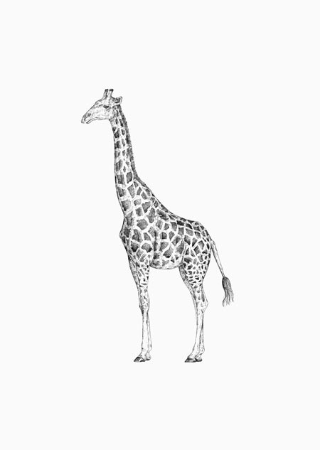 Giraffe - A5 print