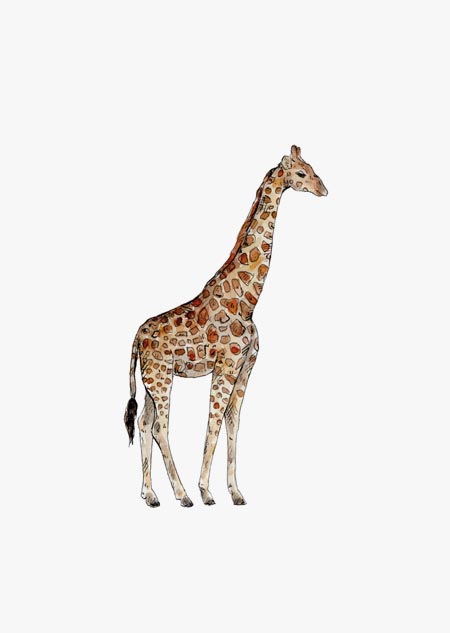 Giraffe (color)