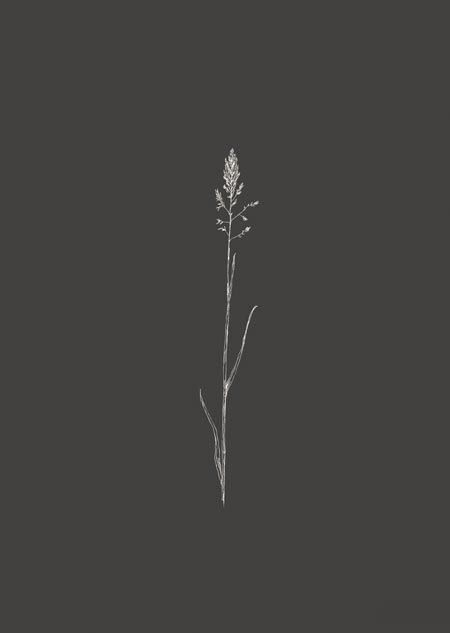 Grass 2 (dark grey)
