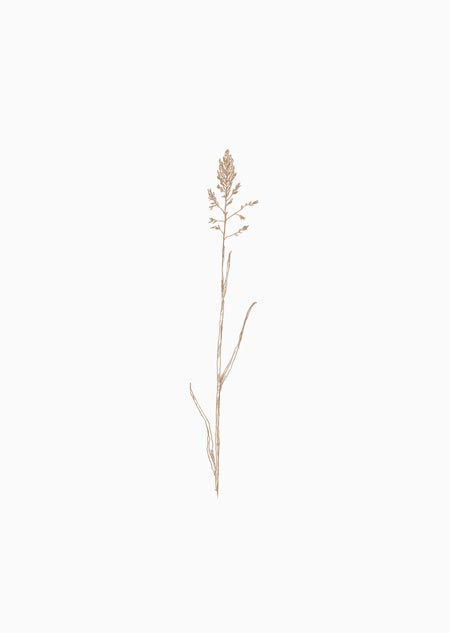 Grass 2 (natural) - A5 print