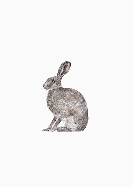 Hare (color)