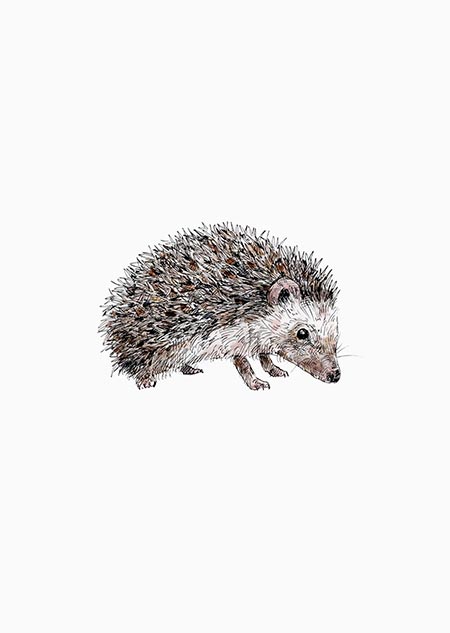Hedgehog - A4 poster