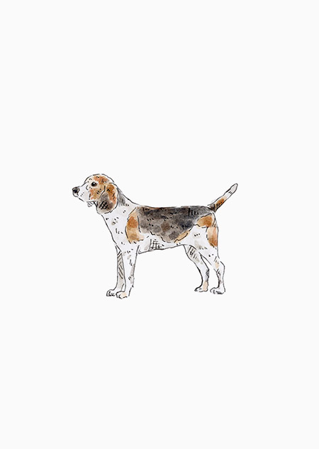 Dog - beagle