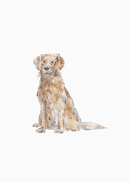 Hond - golden retriever
