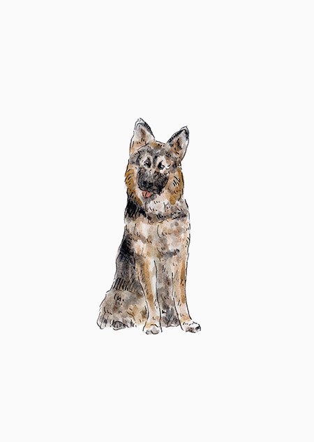 Dog - German shepherd
