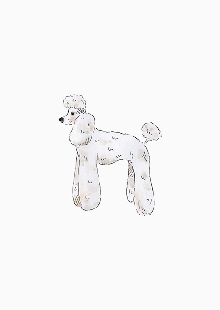 Dog - poodle