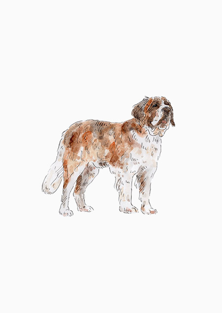 Hond - Sint Bernard