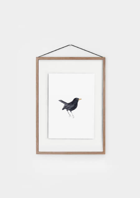 Blackbird (color)