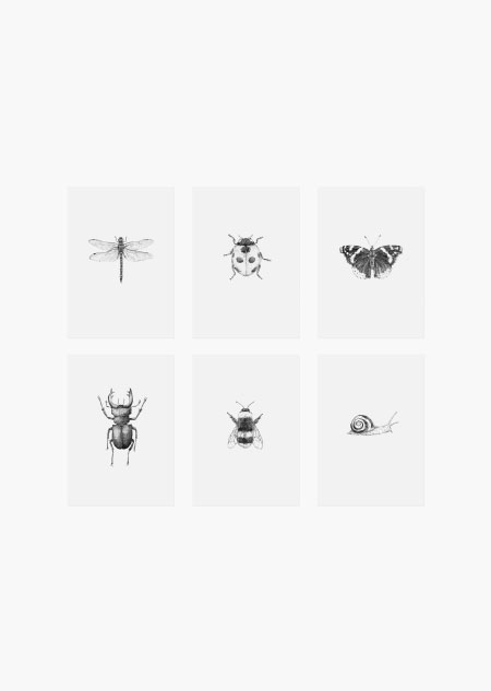 Insects set of 6