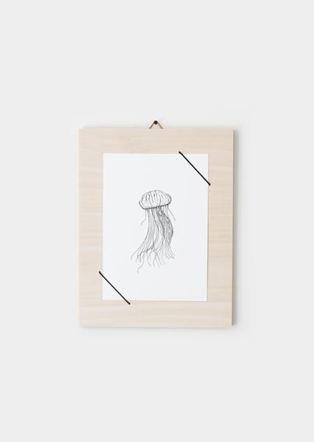 Compass jellyfish