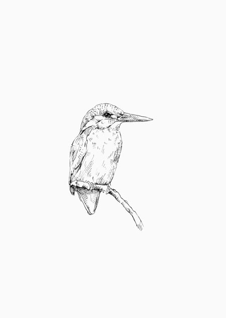 Kingfisher (black-white)