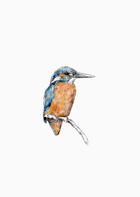 Kingfisher (color)