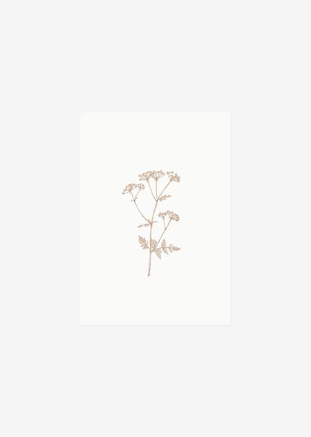 Label - cow parsley (natural)