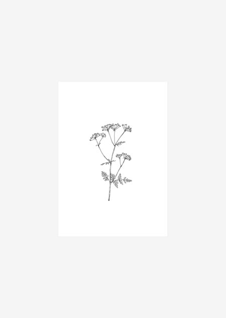 Label - cow parsley (bw)