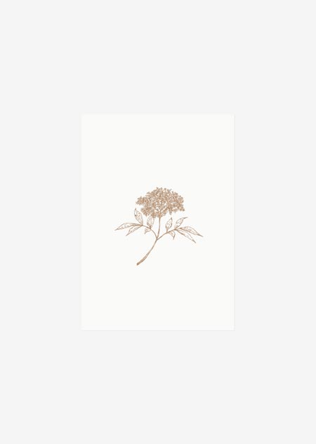 Label - elderflower (natural)