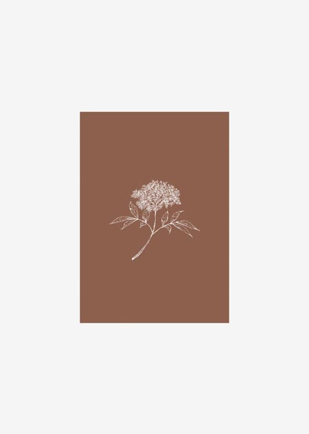 Label - elderflower (rust)