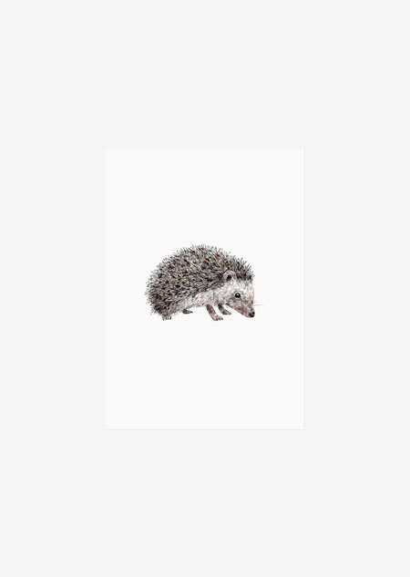 Label - hedgehog (color)