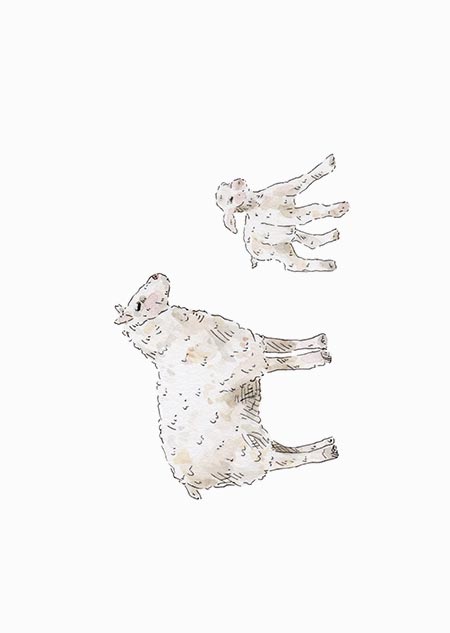 Sheep & lamb