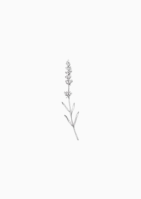 Lavender - A5 print