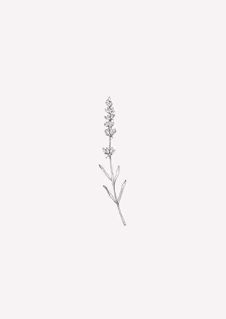 Lavendel (blush)  - A4