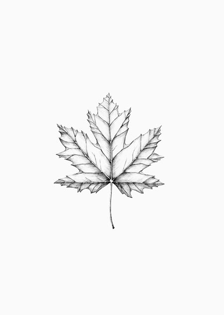 Maple leaf - A5 print