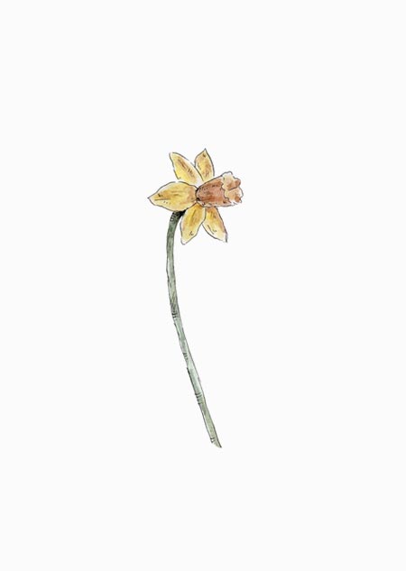 Daffodil (color)