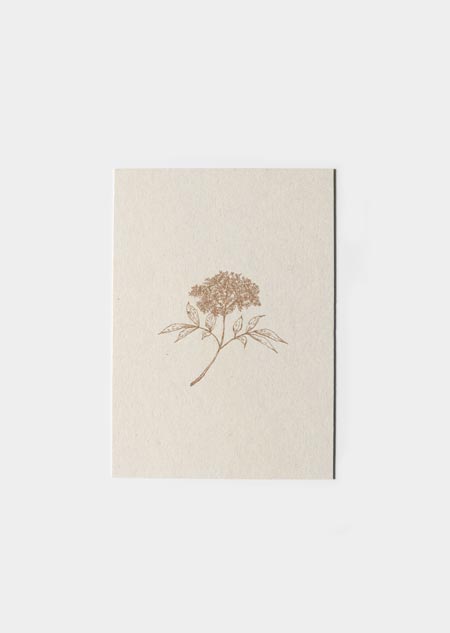 Elderflower (paperwise)