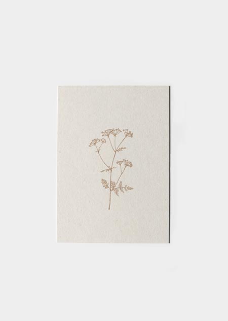 Cow parsley (paperwise)