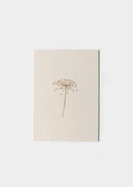 Hogweed (paperwise)