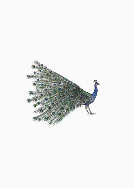 Peacock (color)