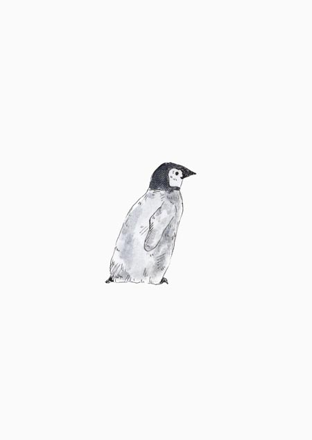 Pinguïn kuiken