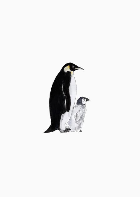 Pinguins - A4