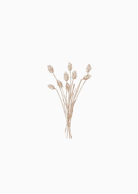 Phalaris bouquet (natural)