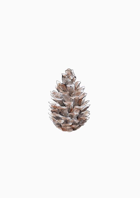 Pine cone (color)
