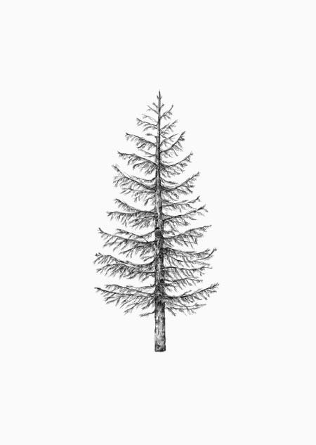 Dennenboom - A4 poster