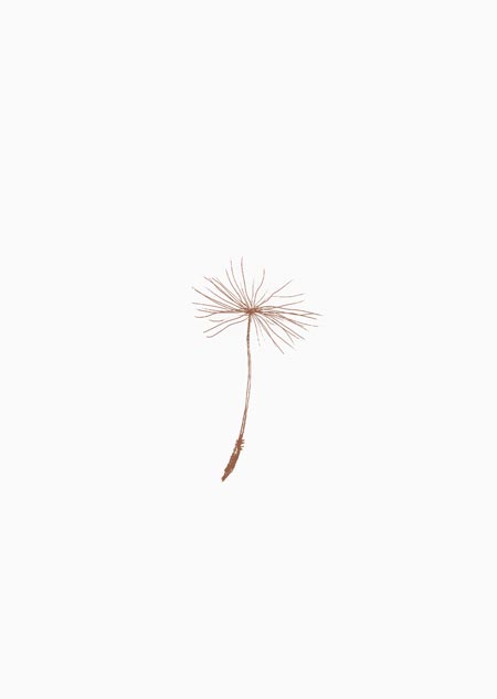 Dandelion seed (natural)