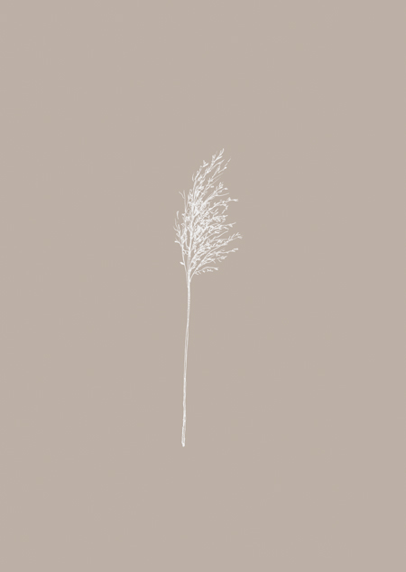 Plume (taupe)