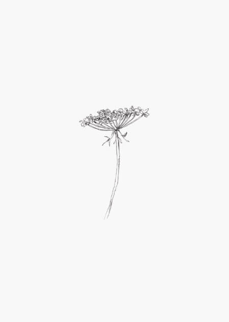 Queen Anne's Lace - A4