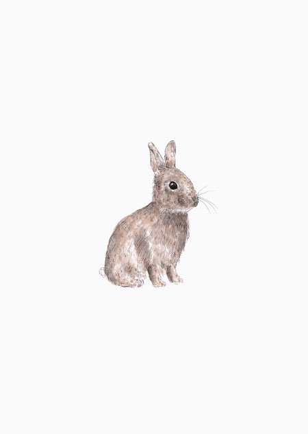 Rabbit (color) - A4 poster 