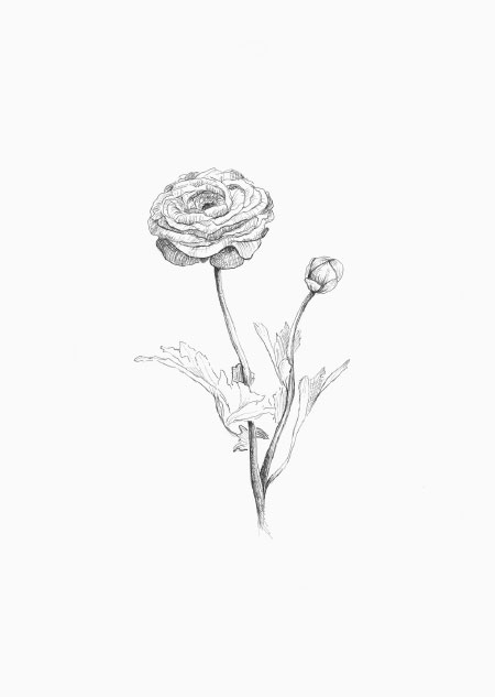 Ranunculus - A5 print
