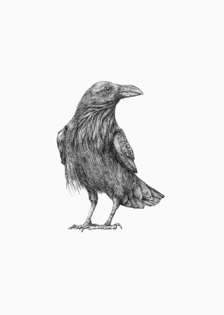 Raven - A5