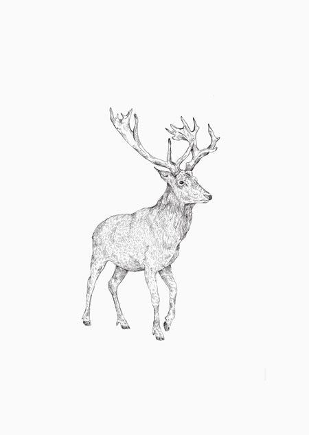 Red deer (ink)