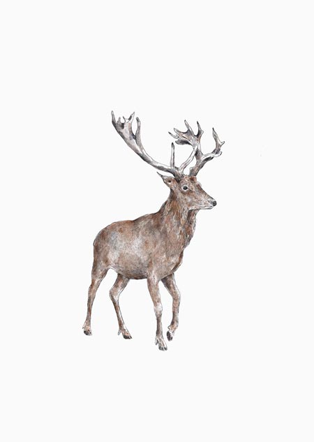Red deer (color)