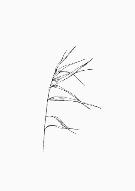 Reed (black-white)