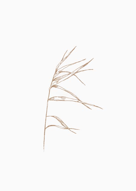 Reed (natural) - A5 print 