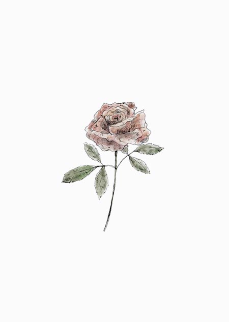 Rose (color)