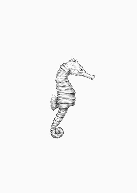Seahorse - A5 print