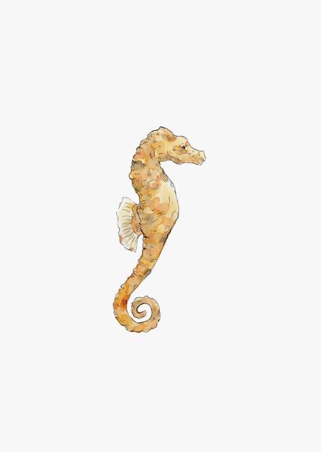 Seahorse (color)