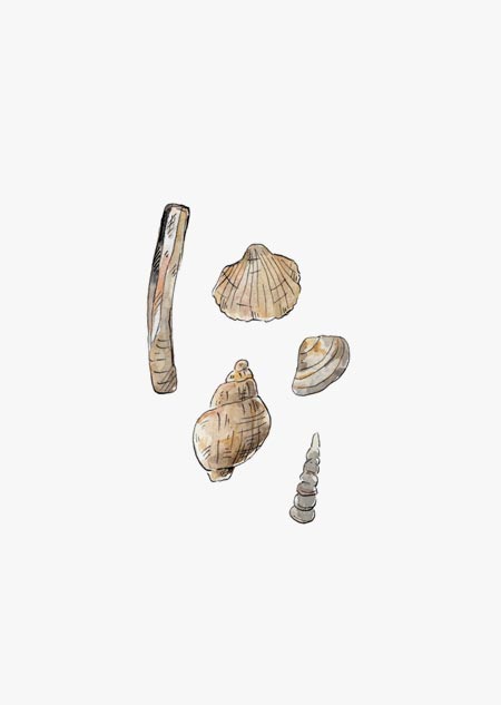 Seashells (color)