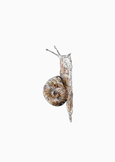 Snail (color)